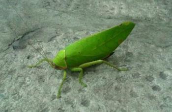 Edible? - Green Grasshopper