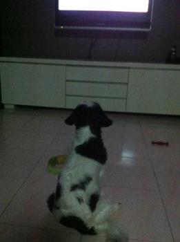 Dog watching television - My dog was sitting still and watching the television in the evening.