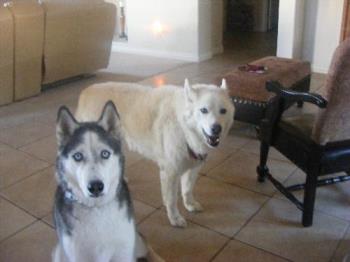 Jake and Koti - Jake is the white one, Koti Bear is the black and white that looks like Demon from the movie "Snow Dogs"