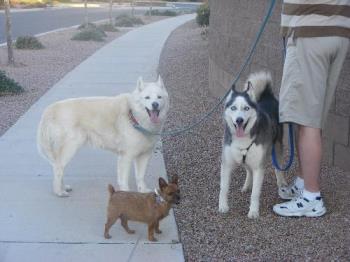 The dogs - Baby, Koti and Jake