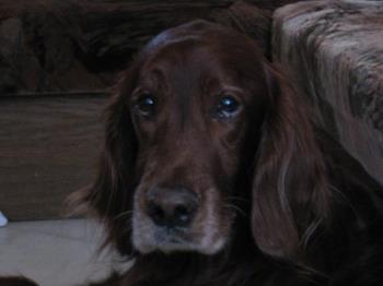 my beloved dog - This is my beloved dog. He is with my mother more than 11 years. And now is very sick.