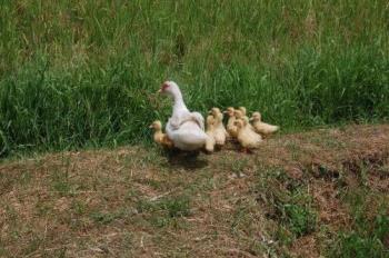 duck - Duck and ducklings