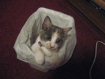 Kitten in a Trash Can - What is your fascination with this trash can, cat?!?!?