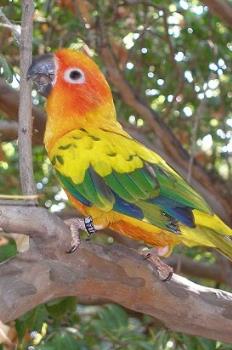 Sun Conure - Picture of a Sun Conure.