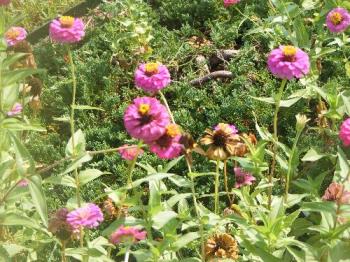 Pretty flowers - Saw these growing along the side of the road as we were going to church Sunday.