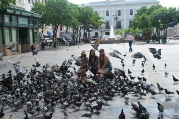 Pigeons - Annoying or Entertaining