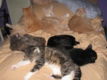 A bed full of cats - Obviously I&#039;m not in it right then