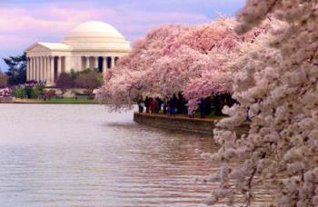 Cherry Blossoms - Cherry blossoms in bloom in D.C.