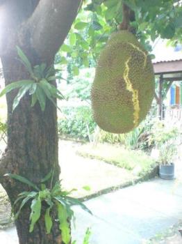 The Jackfruit Bursts - Is this like your jackfruit?