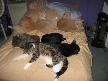 My bed - and a few cats...