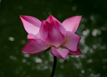 Lotus - the national flower of Vietnam - Lotus is the national flower of Vietnam. They&#039;re very beautiful. 