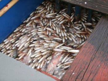 fish in cage - milkfish harvest