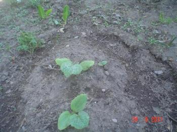 First zucchini plants - I hope this small plants give enough zucchinis. They look strong for their age.