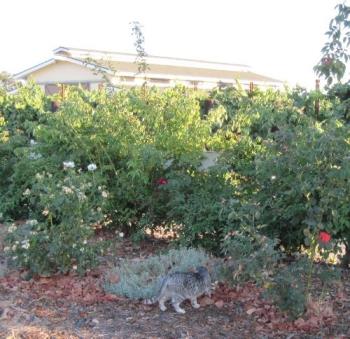 Kitty in the Rose Garden at Veris Tasting Room in  - This kitty was evidently hunting. I got several pictures of her, but never did figure out what she was hunting -- a gopher, mouse, or lizard. It could have been any of them. 