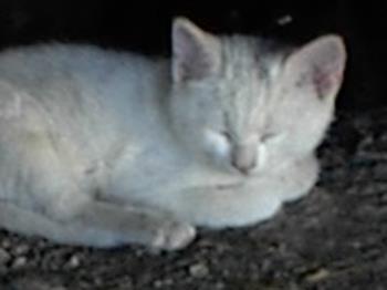 White Kitten Sleeping - White kitten sleeping.