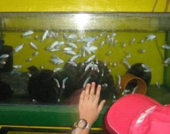 Aquarium - Aquarium fish