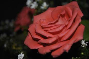 Red Rose - A symbol of love and thoughtfulness