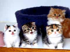 kittens - this is a ppicture of four cute little kittens...i think kittens are definitely cute...