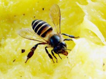 Bee - Pesky Bee