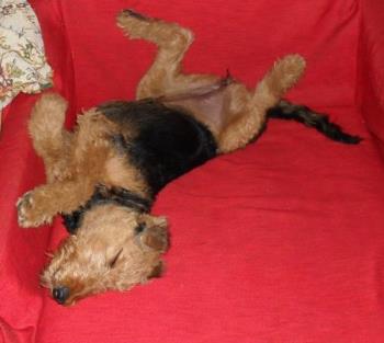 Tummy up - Tummy up, feet in the air - who can say this dog isn&#039;t happy?