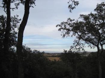 View from Arbor Road, Paso Robles - This is where I walked last night, October 4, and this is one view from the road through the trees. 