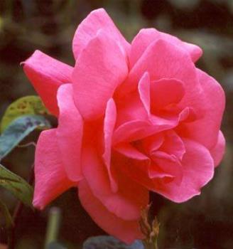 Red Rose - Red rose stands for love