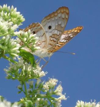 Peacock Butterfly - The male has more color than the female. Which is usually true of most animals.
As the seasons change depends on enrichment of color or more paleness in the wings.