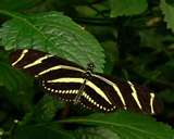 Zebra Butterfly - A picture of a beautiful Zebra Butterfly