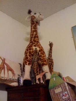 Giraffe - Here he is, with a few friends