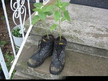 seed container - Seed container. Dont throw your old shoes. lol seed container - Seed container. Dont throw your old shoes. lol