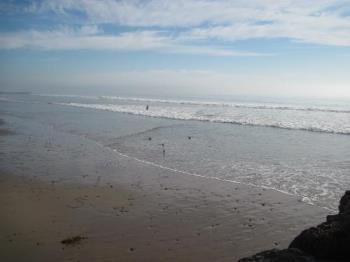 Surfing Seagulls - These seagulls would fly out to the water and catch a wave and body surf back to the beach. They would look on the way for anything in the water to eat.