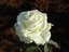as white as this.... - white rose