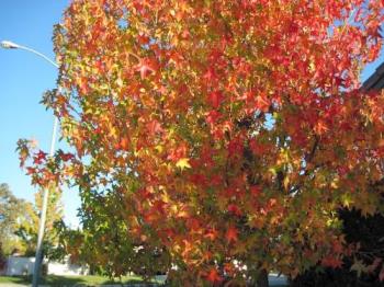A Sycamore tree in autumn - This tree lives at my house in Paso Robles