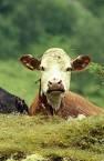 Cow - We don&#039;t live on a farm so we don&#039;t have any cows. 