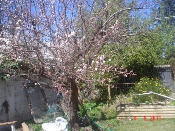 Apricot in bloom - A picture of my apricot tree.