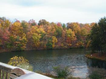 Fall trees - October 26, 2011.
