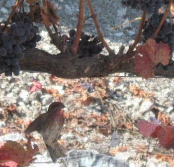 Hummingbird Caught Trying to Steal Grapes - This hummingbird was fighting the netting while I was walking the vineyard. 