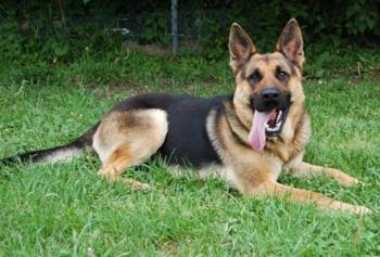 A lovely german shepherd - Is big and heavy.