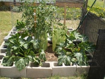 My veggie garden. 2011. - This is the tomato and zucchini side & there is mint there too. The other side has the corn and capsicum...purple and yellow. 