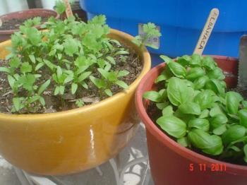 Coriander and basil in pots - The coriander will be left there, but I´m transplanting the basil. 