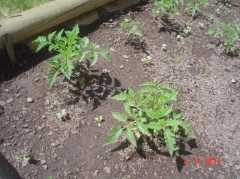 Tomato plants - A picture of this Spring´s tomato plants. 