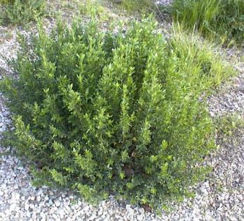 Medium Size Coyote Brush - This is what coyote brush or bush looks like before it gets too big. Medium Size Coyote Brush - This is what coyote brush or bush looks like before it gets too big.