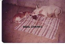 They were the best of pals. Our Bull Terrier, Robo - It depends how they are brought together which should be gradual