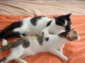 Mating on Bed - Lucky, lucky cats