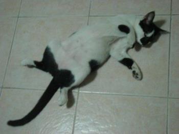 Cat - Sleeping on the floor
