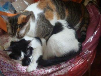 Cats - No cats no asthma
