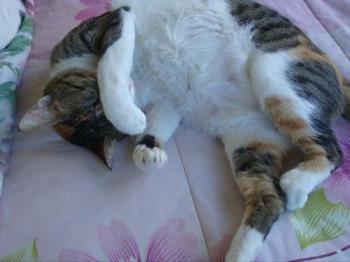 Cat - Sleeping in comfort