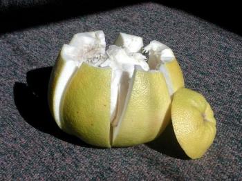 Cutting a pumelo - Shows the very thick rind cut open to serve.