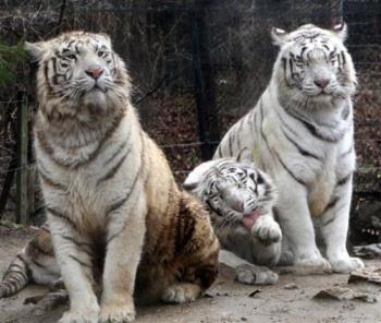 White tiger - Not sure if this is of Everland ..