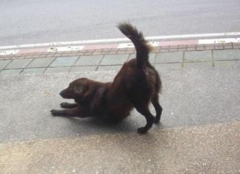 Stray Dog - Beware of Stray Dog